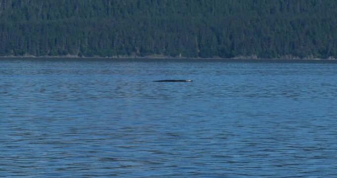 Dorsal fin of a Humpback whale. Whale Watching excursion in Juneau, Alaska.