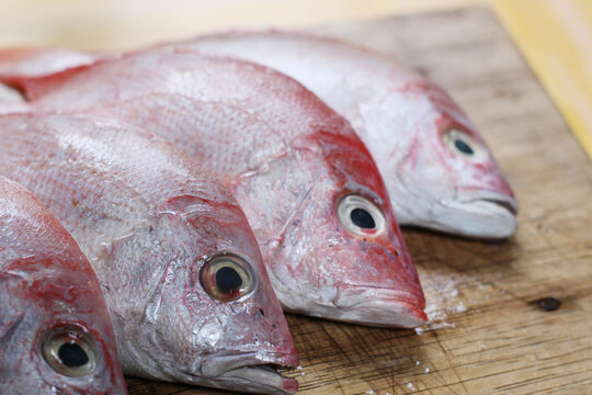fresh fish on the market