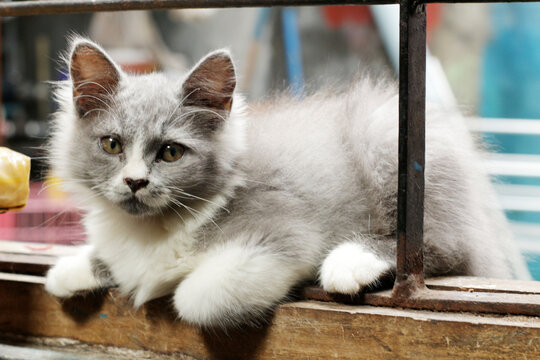  white cat on the window