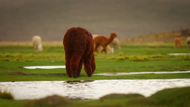 Close up of a brown alpaca grazing in the wetlands of Mirador de Patahuasi, Peru. Beautiful South American wildlife in its natural habitat at high altitude