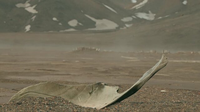 Weathered whale bone rests on dark volcanic ash beach at Whalers Bay Deception Island Antarctica with scattered remains and snow-capped mountains beyond