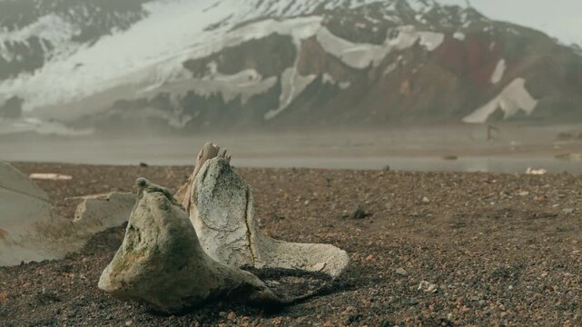 Close up of cracked weathered whale bone with lichen on volcanic gravel beach at Whalers Bay Deception Island with snow-streaked Antarctic mountain behind