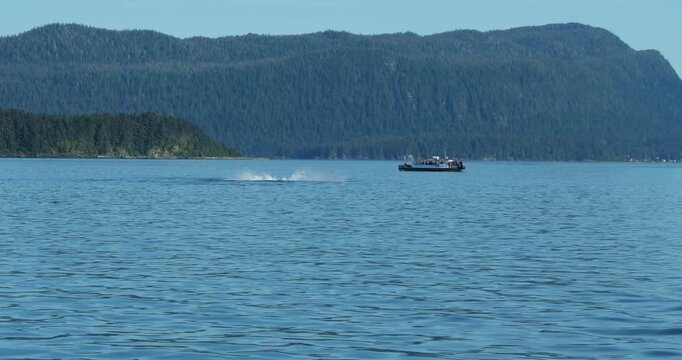 Humpback whale hitting the water with her tail. Tourists in recreational vessel Whale Watching, Alaska