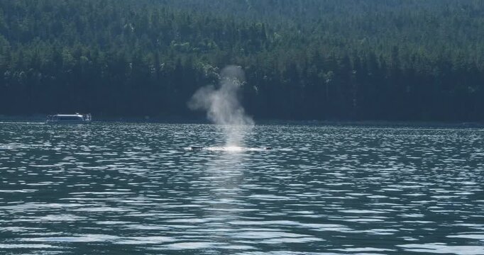 Humpback whale surfacing to breathe.Whale Watching in Alaska.
