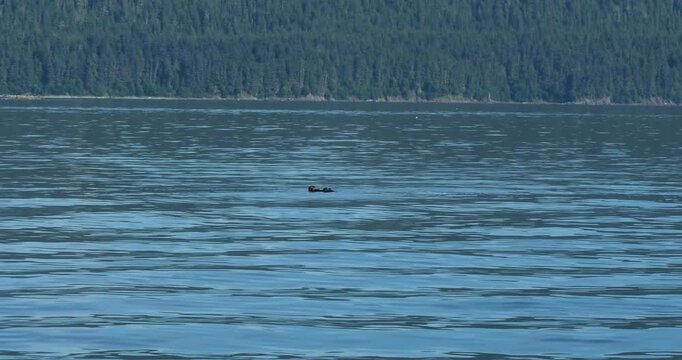 Sea otter floating in the coastline waters, Juneau, Alaska.