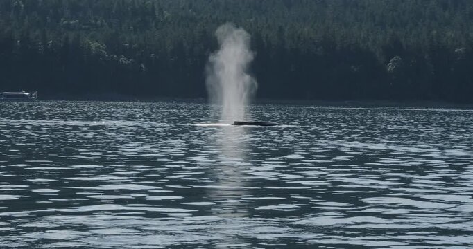 Humpback whale surfacing to breathe and deep dives. Whale Watching in Juneau, Alaska