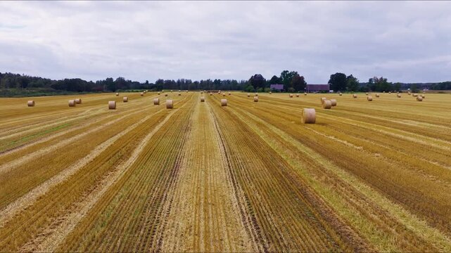 Cinematic landscape with straw rolls aligned across rural Latvia field