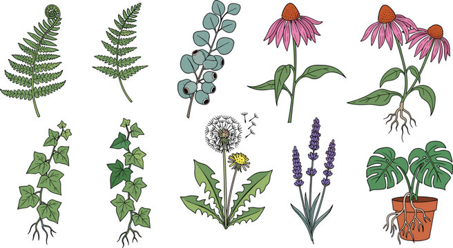 Hand Drawn Botanical Herb and Wildflower Set with Fern, Echinacea, Lavender, Dandelion, Ivy, and Monstera for Nature and Floral Art Designs