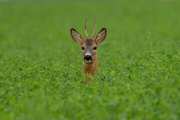 Naklejka premium roe deer in the grass