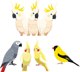 Naklejka premium Beautiful Tropical Birds Vector Set with Cockatoos African Grey Parrot Cockatiels and Finch for Pet Shop Branding Avian Education and Nature Conservation Graphic Designs