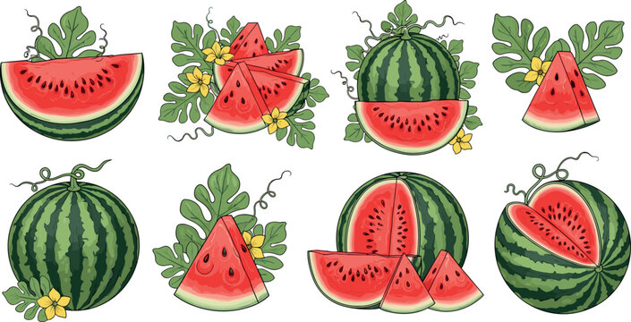 Collection of watermelon vector illustrations with slices leaves and flowers fresh summer fruit decorative botanical set