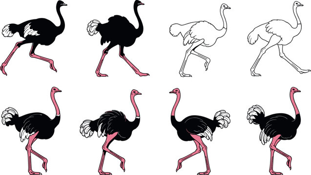 Collection of ostrich vector illustrations in silhouette and outline styles running walking and standing bird poses set