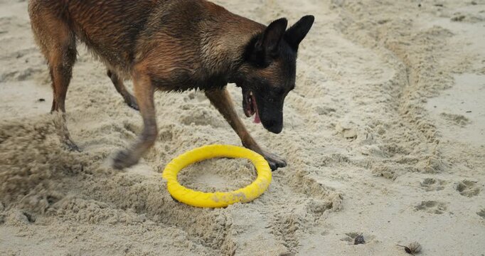 Dog surveys terrain. Canine inspects sandy surroundings. Malamute investigates circular yellow object on shoreline. Active canine sniffs and examines bright yellow ring at sandy beach