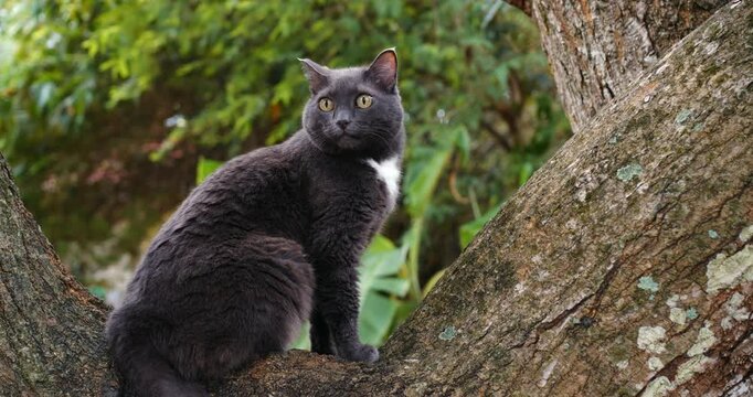 Grey cat perched on tree branch, garden scout posture, alert gaze, mossy oak trunk, green blur background, morning light, soft fur texture, whiskers twitching, attentive expression