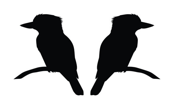 Kookaburra bird silhouette vector, pair of Australian kingfisher birds sitting on branches, black wild animal icons on white background