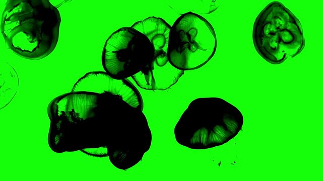 Silhouette of jellyfish swimming underwater with air bubbles on green background. Chroma key green screen for composite and presentation.
