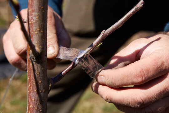  A gardener ties the graft site with tape. The branches of the scion and rootstock of a fruit tree.