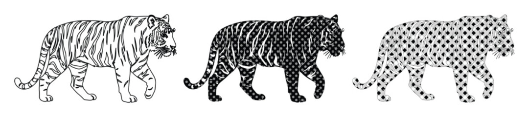 Vintage tiger illustration set, hand drawn wild cat sketches in black and white, set of 3 tiger vector graphics for wildlife branding and apparel © Carter