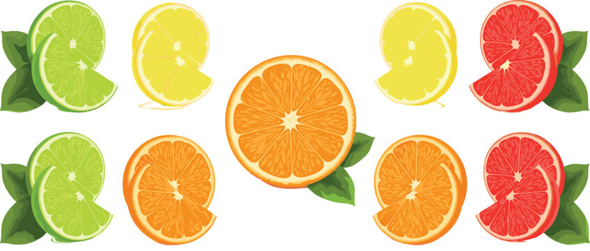 Citrus Fruit Slices Collection with Lemon Lime Orange and Grapefruit Fresh Juicy Food Vector Illustration Set