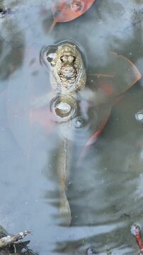 Top view of a mudskipper fish breathing in murky shallow water, unique amphibious creature floating in mangrove forest ecosystem, close up of eyes and gills in natural swamp habitat.
