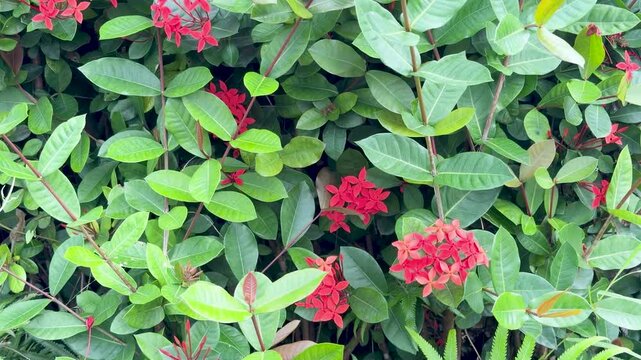 Red ixora coccinea flowers blooming in tropical garden landscape with green leaves motion.