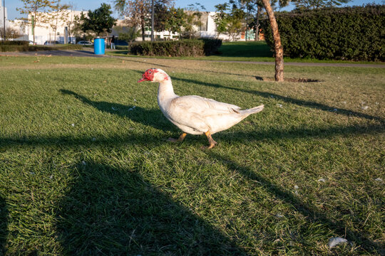 A white Muscovy duck with striking red caruncles gracefully strides across a verdant lawn in a sunny Zapopan park, casting long shadows across the fresh grass.