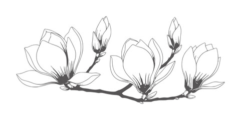 Obraz premium Delicate line of magnolia flowers and buds a branch botanical
