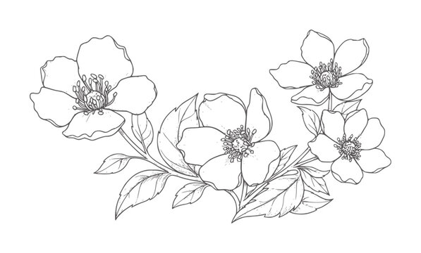 Delicate line of five blooming dogwood flowers with leaves blossom botanical