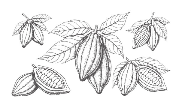 Hand drawn cocoa pods and leaves in black and white style cacao bean fruit