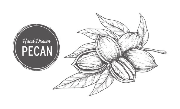 Hand drawn pecan nuts branch with leaves food ingredient natural