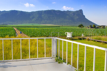 Fototapeta premium Taro farm in a large area