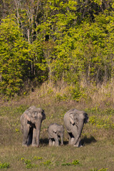 Fototapeta premium Three wild elephants in a national park, Thailand
