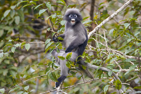 Trachypithecus obscurus in a national park, Thailand