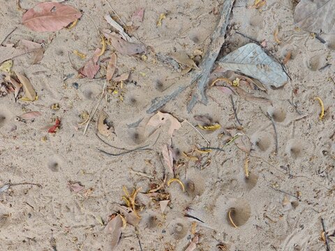 Antlion larvae pit trap for catching ants in sandy soil