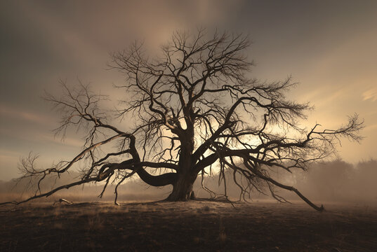 Generated artificial photo-realistic illustration of a dead or dying tree in the middle of a desolate misty landscape background.