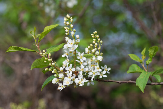 White flowering tree branch closeup selective focus