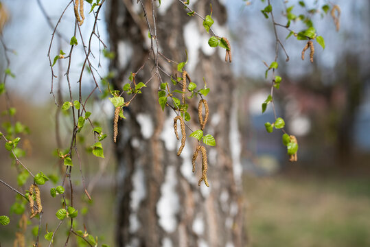  birch tree blossom closeup selective focus