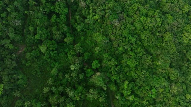 aerial view of dark green forest Abundant natural ecosystems of rainforest. Concept of nature forest preservation and reforestation	
