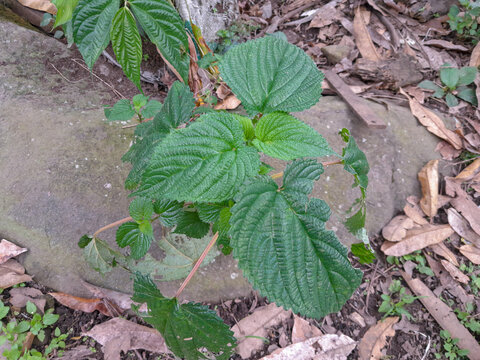 nettle or pulus (possibly the species Laportea aestuans or similar), which is widely known in Indonesia as "itchy leaf".