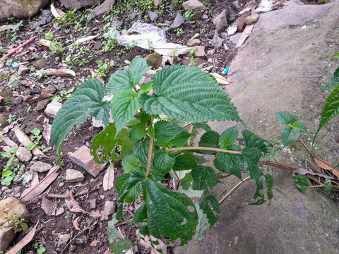 nettle or pulus (possibly the species Laportea aestuans or similar), which is widely known in Indonesia as "itchy leaf".
