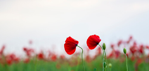 Naklejka premium Floral background with red and pink wild poppies, Papaver somniferum, in early summer