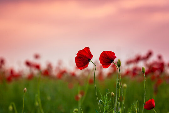 Floral background with red and pink wild poppies, Papaver somniferum, in early summer