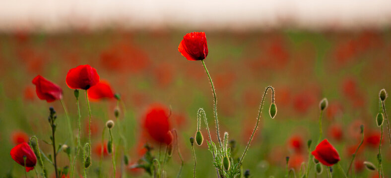 Floral background with red and pink wild poppies, Papaver somniferum, in early summer