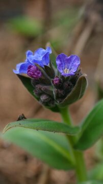 Close up vibrant pulmonaria officinalis, also known as lungwort, delicate blue, purple blossoms gently swaying in wind, showcasing beauty spring wildflowers. Beautiful blue, purple wildflower swaying