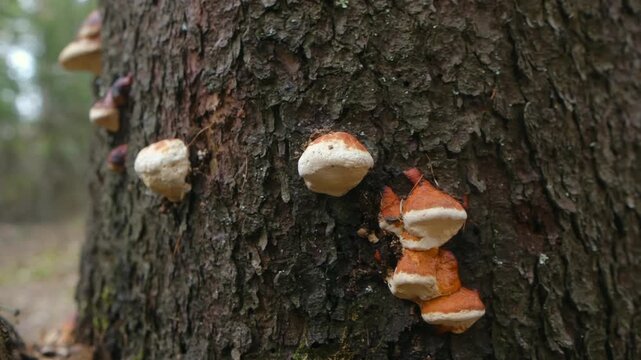 Fascinating close up of fomitopsis pinicola, commonly known as red belted conk, growing on rugged bark of spruce tree trunk in tranquil forest with soft focus background. 