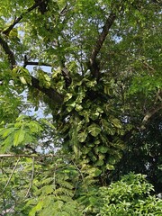 Fototapeta premium Variegated pothos leaves climb upwards on the bark of a tall tropical tree in the forest