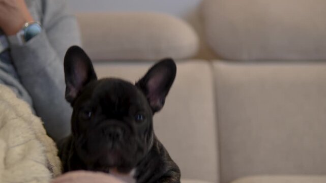A cute black French Bulldog puppy with a white chest patch sits on a lightcolored couch, looking around curiously before resting. Perfect for pet care and lifestyle content.