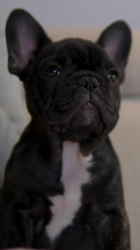 A close up shot of a cute black and white French Bulldog puppy looking curiously around a bright living room environment.