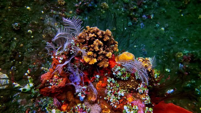 Colorful reef structure in Bali, Indonesia, featuring feather stars, soft coral and small organisms attached to coral surfaces, showing rich textures and natural growth in a tropical ocean environment