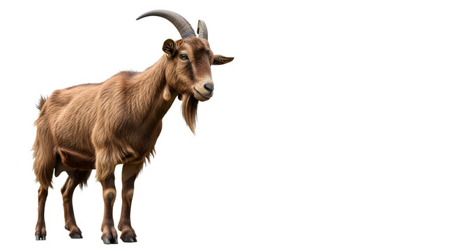 Iberian Ibex Portrait, goat isolated on transparent background